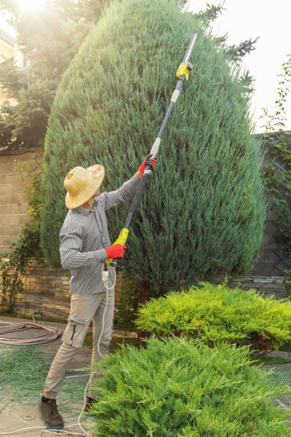 Trusted Inkerman, PA Tree Removal and Landscaping Services Experts